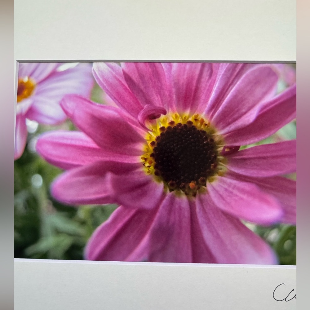 New Original Signed Photography - Picture 2 of 4